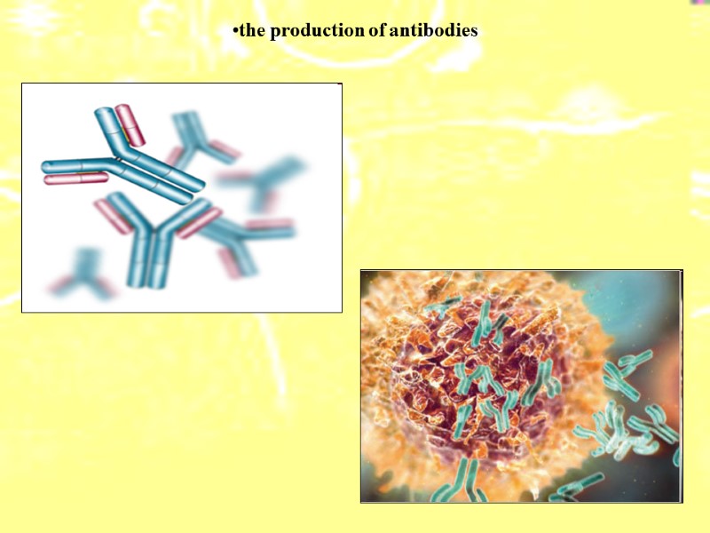 the production of antibodies